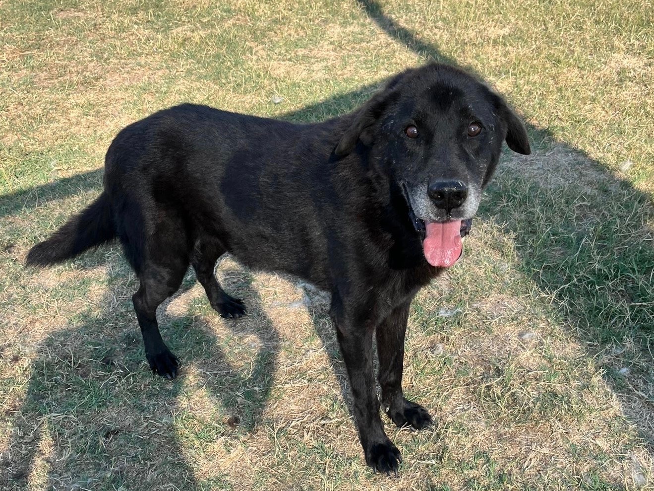 Adotta un cane, maschio, 11 anni  e 1 mese, Latina