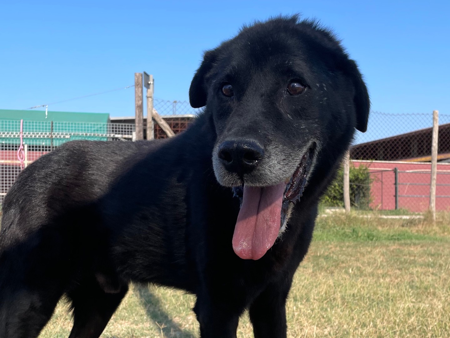 Adotta un cane, taglia media, maschio, Latina