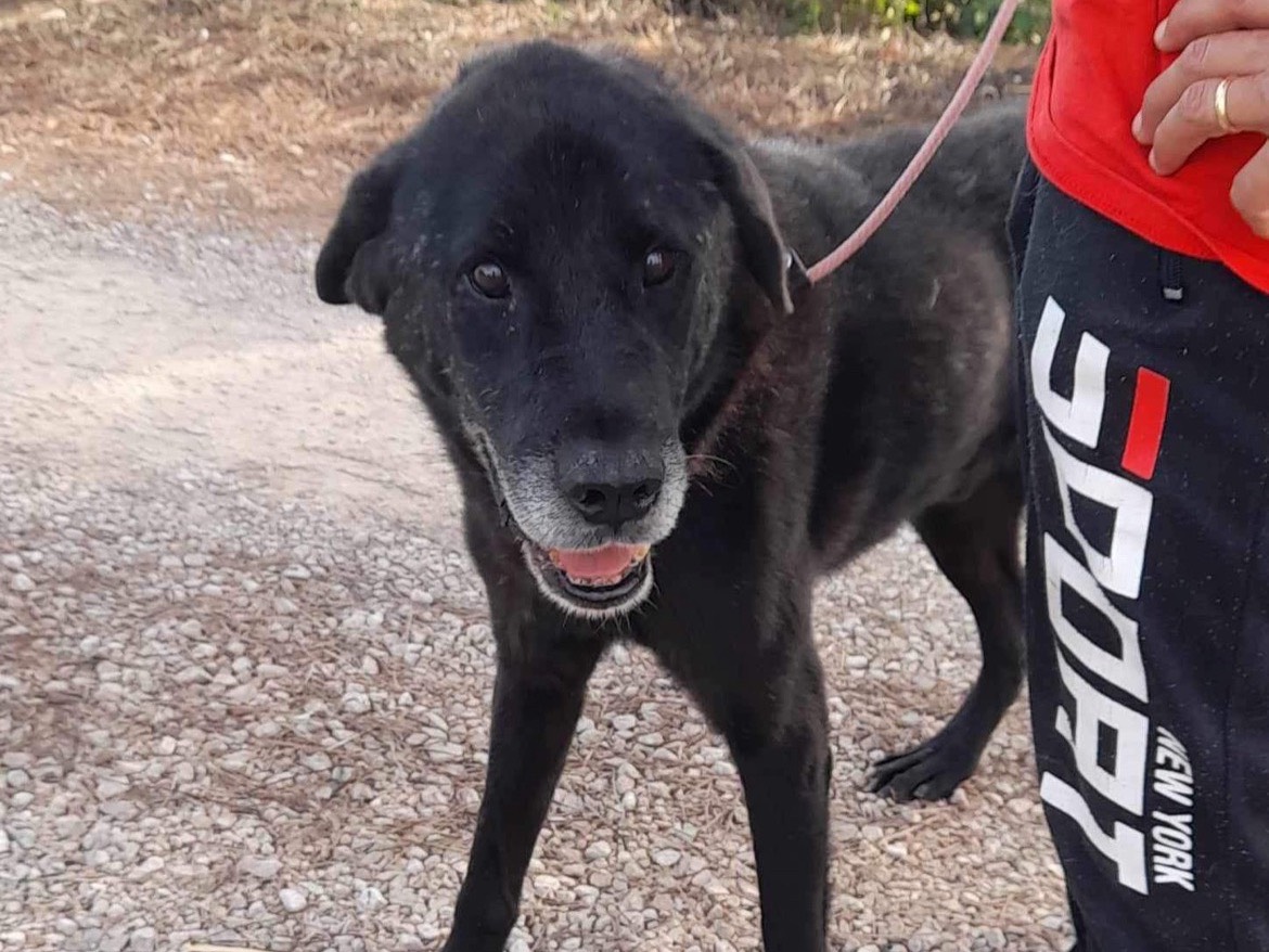 Vuoi adottare un cane a Latina?
