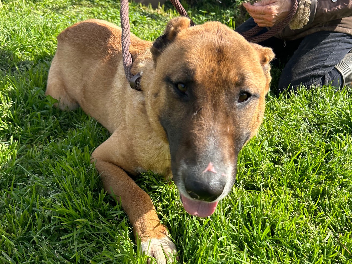 Adotta un cane, maschio, 6 anni e 6 mesi, Latina