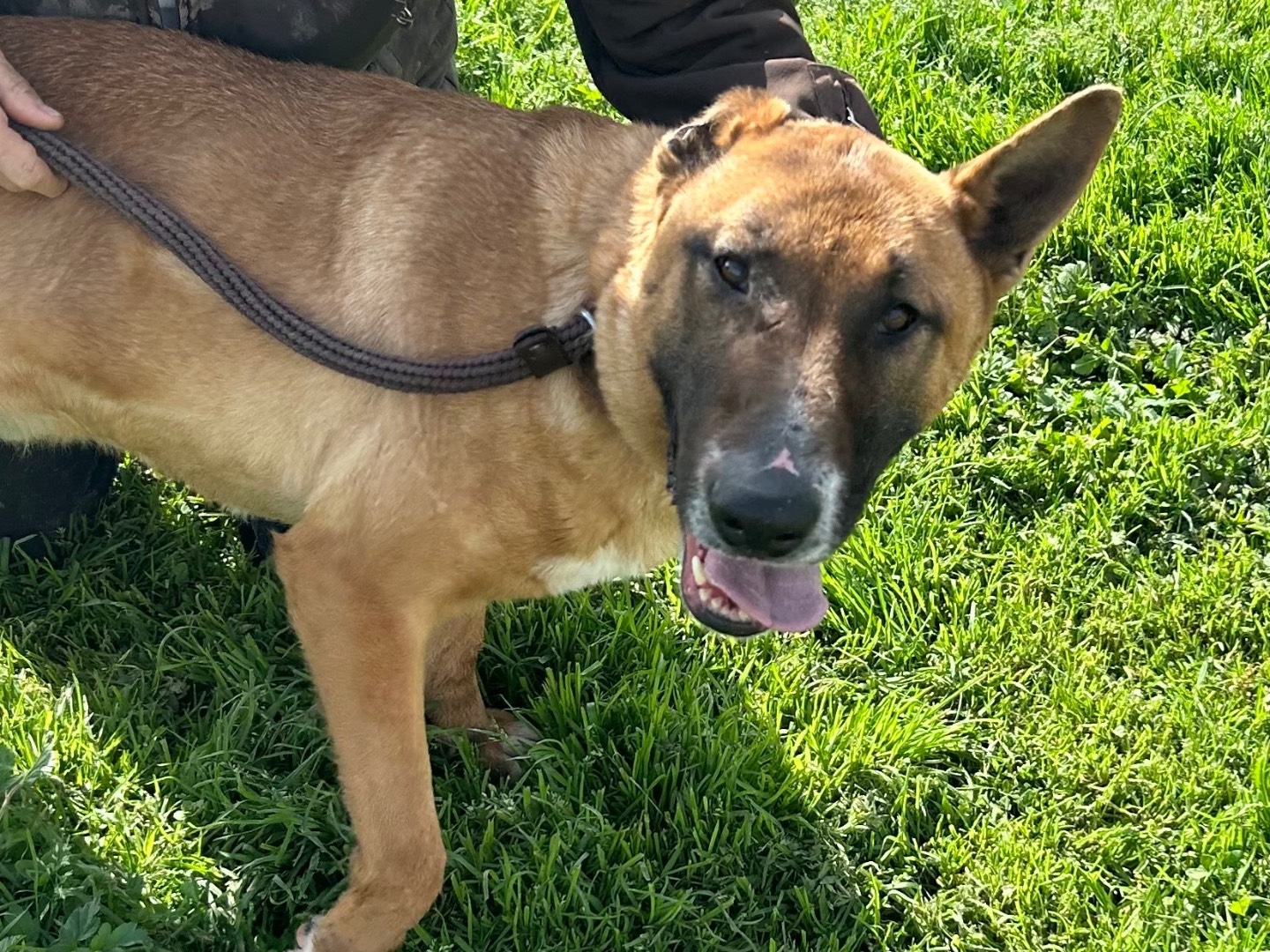 Adotta un cane, taglia media, maschio, Latina