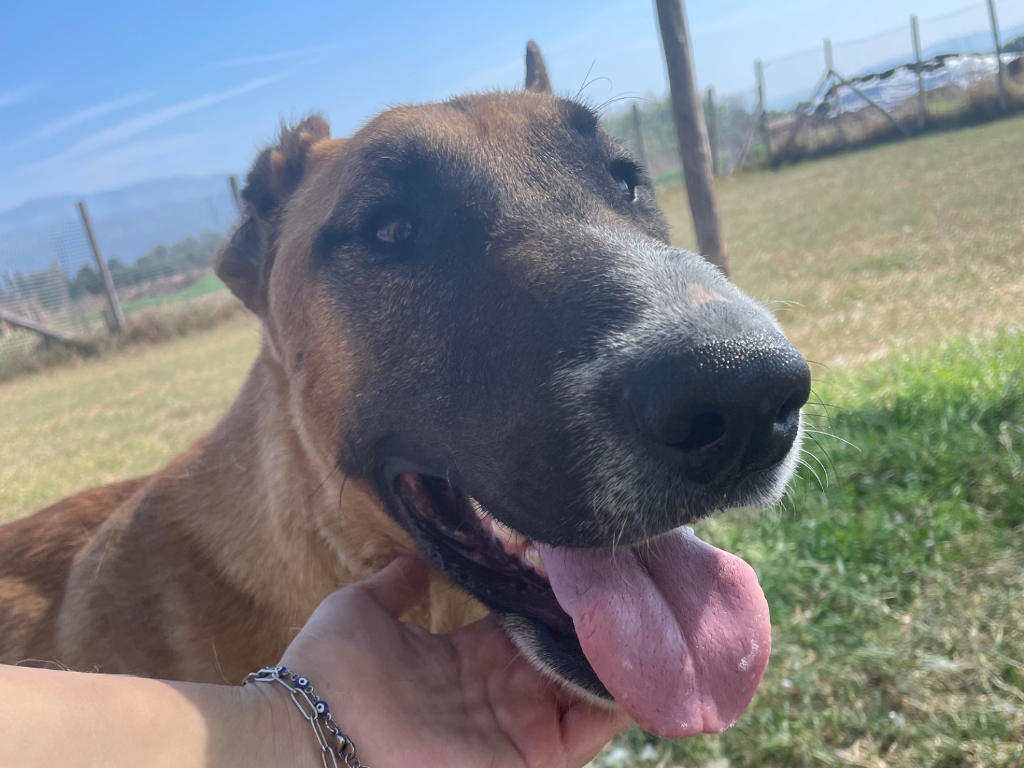 Vuoi adottare un cane a Latina?
