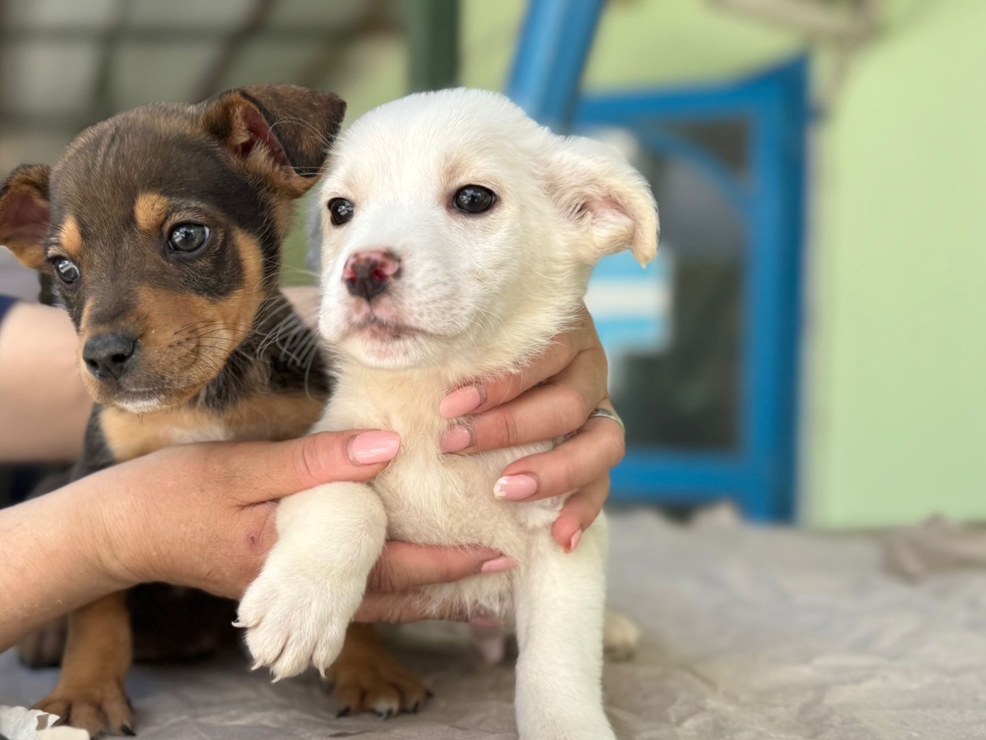 Adotta un cane, maschio, 1 mesi, Salerno