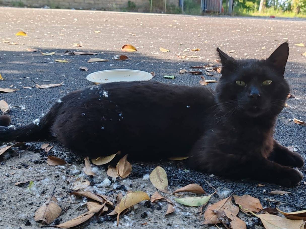 Adotta un gatto, maschio, 3 anni  e 4 mesi , Roma