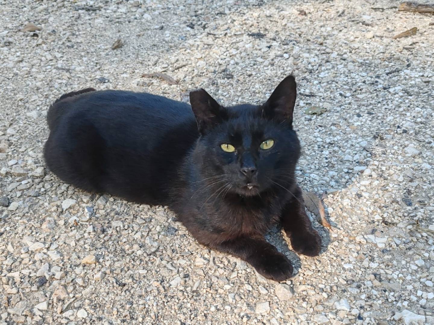 Vuoi adottare un gatto a Roma?