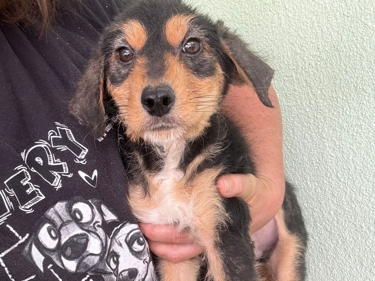 Adotta un cane, maschio, 1 mesi, Salerno