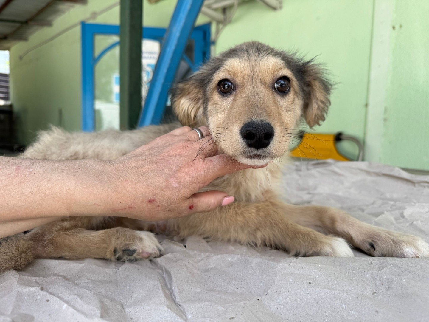 Foto dell'animale