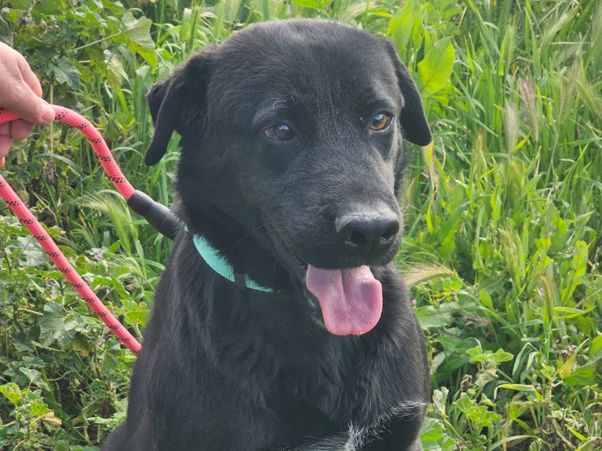 Adotta un cane, taglia media, maschio, Agrigento