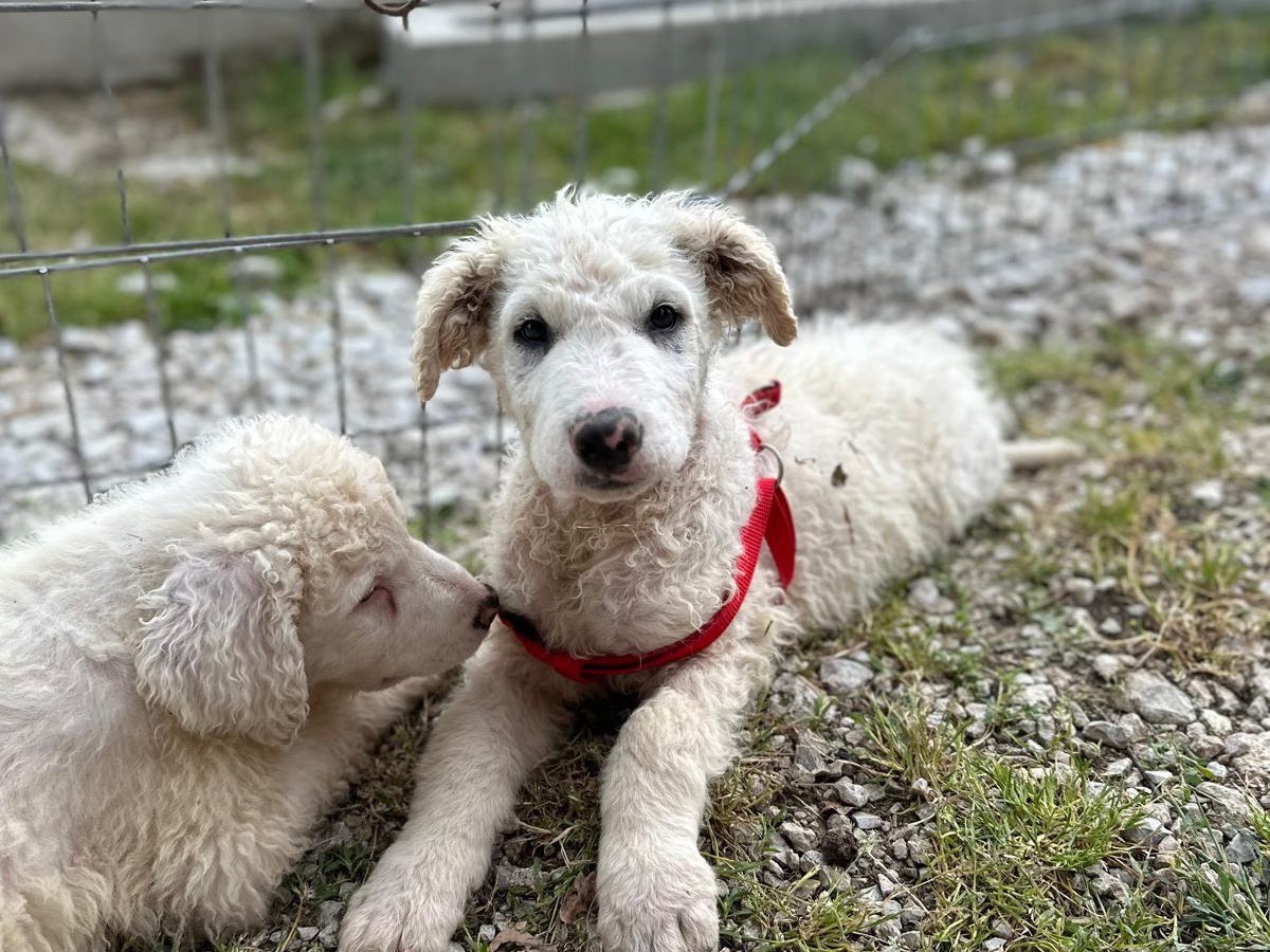 Foto dell'animale