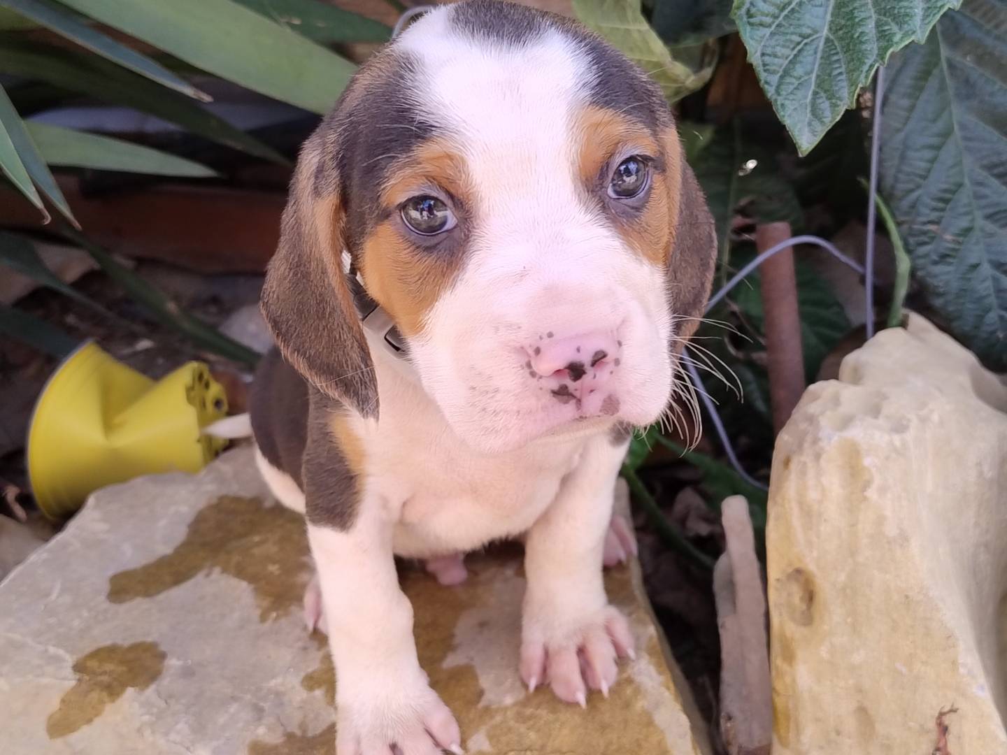Adozione cane, maschio, Beagle  Pitbull, 1 mesi, taglia media, Agrigento