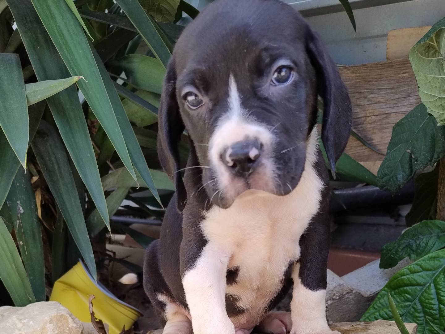 Adotta un cane, maschio, 1 mesi, Agrigento