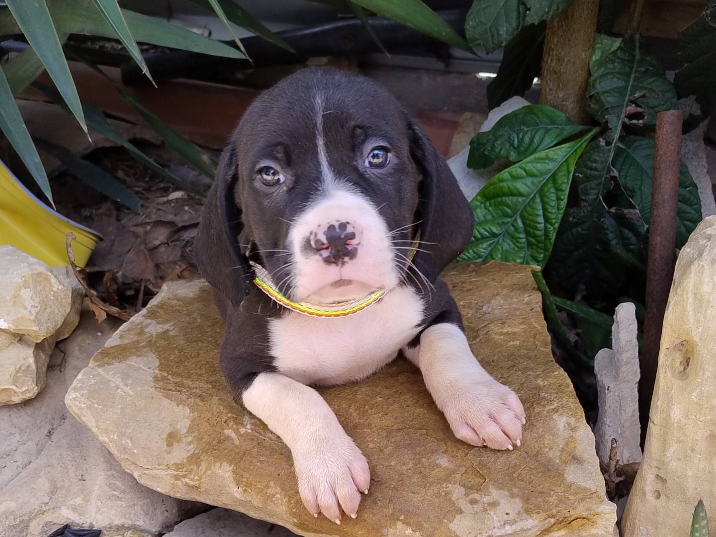 Adotta un cane, taglia media, maschio, Agrigento