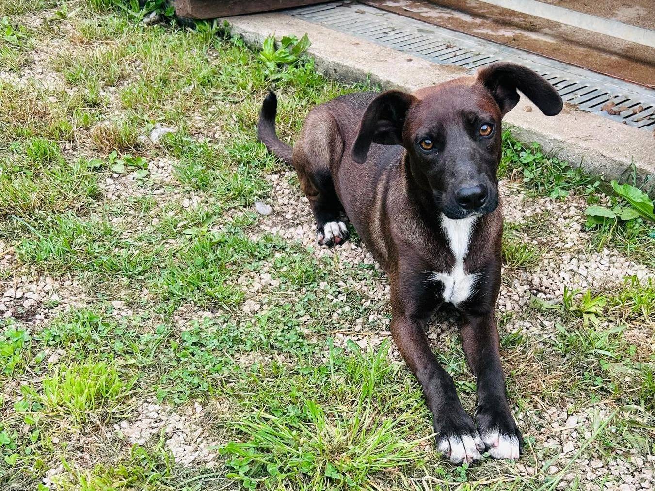 Adotta un cane, taglia piccola, femmina, Caserta
