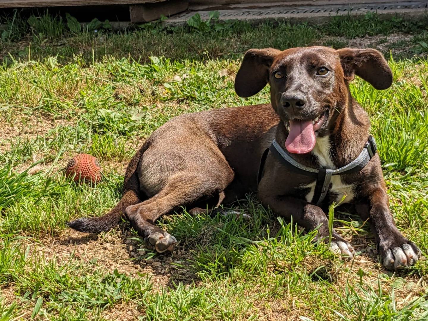 Vuoi adottare un cane a Caserta?