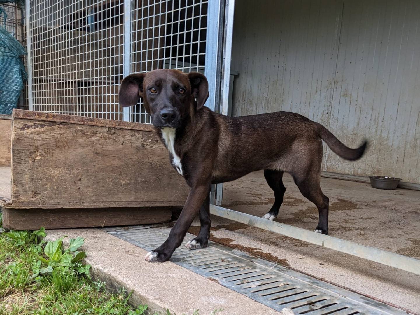 Adotta il cane BRUNA a Caserta
