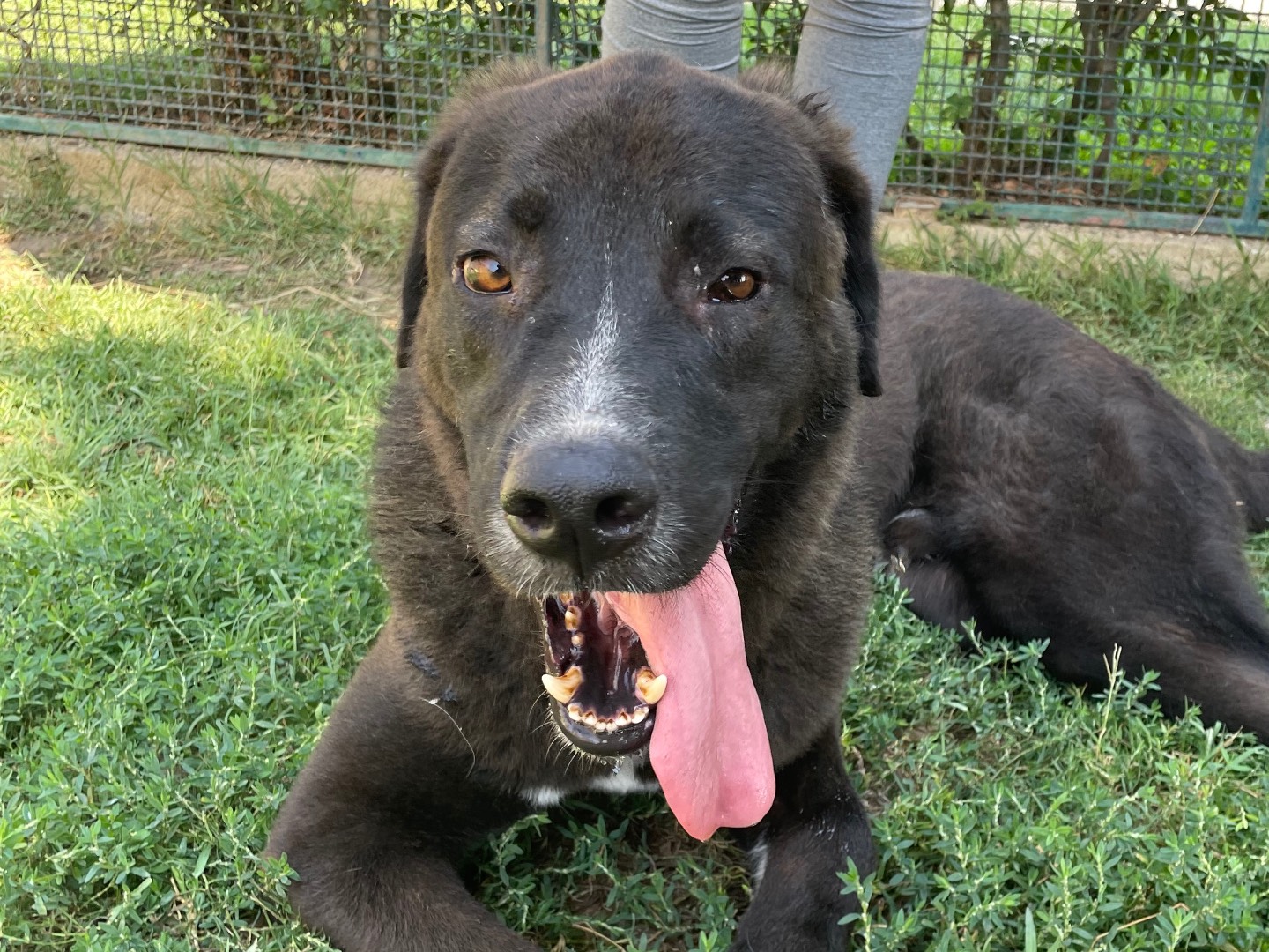 Adotta un cane, maschio, 4 anni  e 7 mesi , Latina