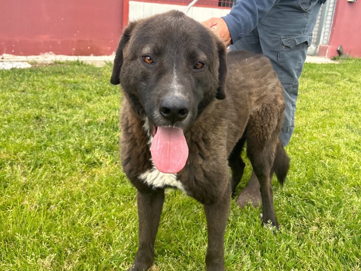 Adotta un cane, taglia grande, maschio, Latina
