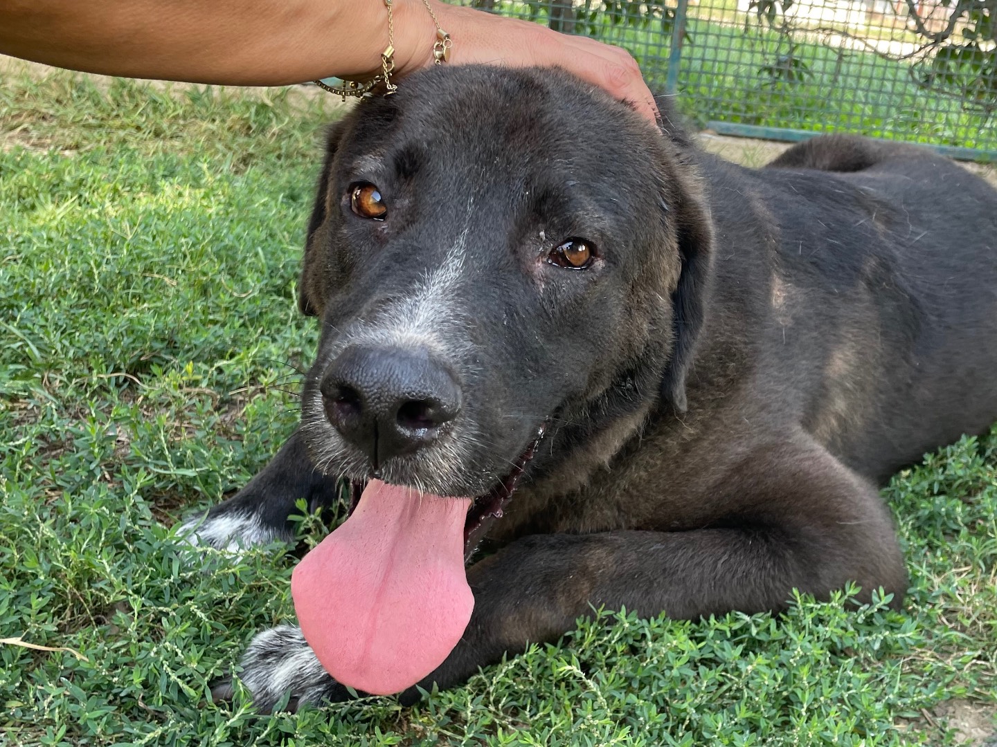 Adotta il cane Reza a Latina