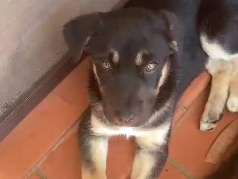 Adozione cane, maschio, Pastore tedesco Razza sconosciuta, 1 mesi, taglia grande, Taranto