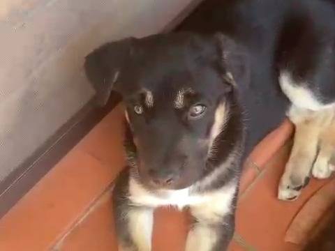 Adotta un cane, maschio, 1 mesi, Taranto