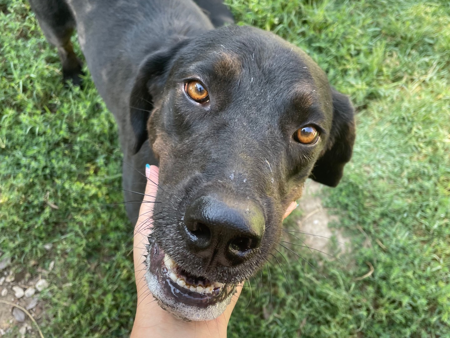 Adotta un cane, femmina, 4 anni  e 5 mesi , Latina