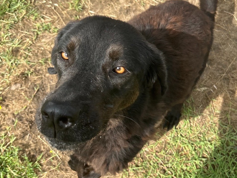 Vuoi adottare un cane a Latina?