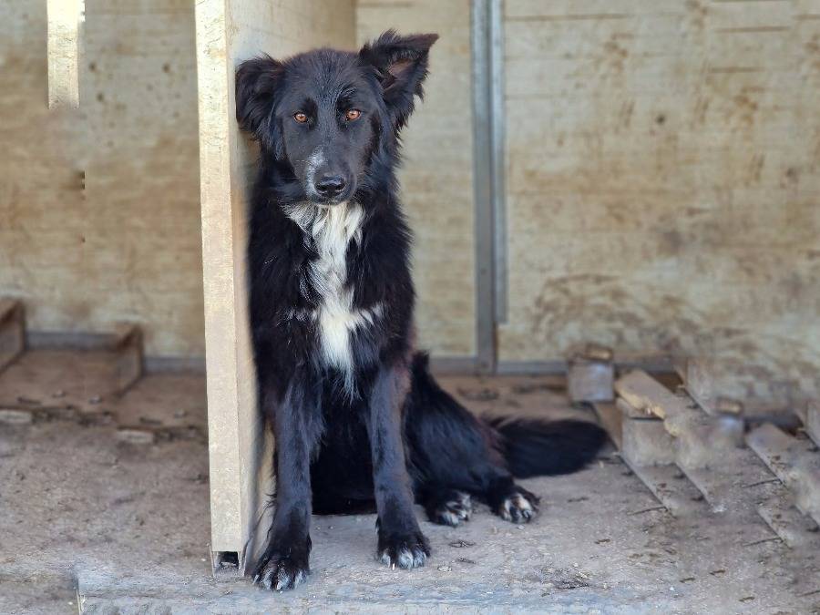 Foto dell'animale