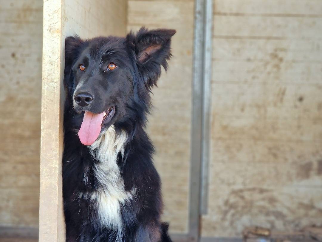 Adotta un cane, femmina, 10 mesi, Taranto