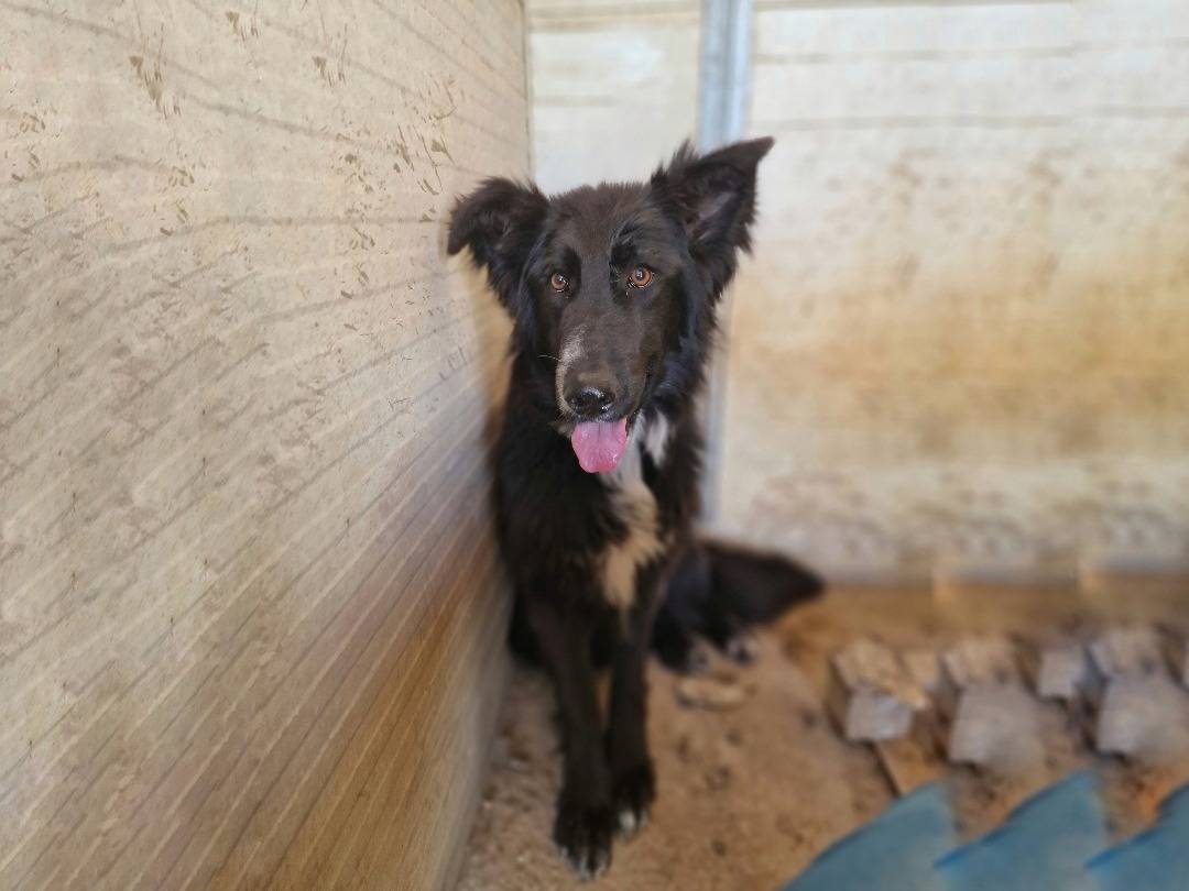 Adotta un cane, taglia media, femmina, Taranto