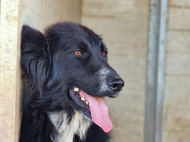 Vuoi adottare un cane a Taranto?