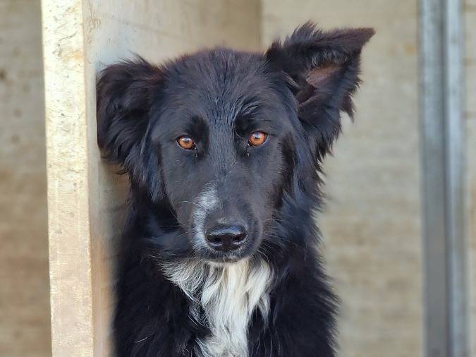 Adotta il cane Lzzy a Taranto