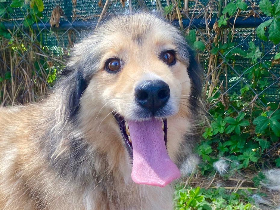 Adozione cane, maschio, Razza sconosciuta Razza sconosciuta, 5 anni e 10 mesi, taglia media, Latina