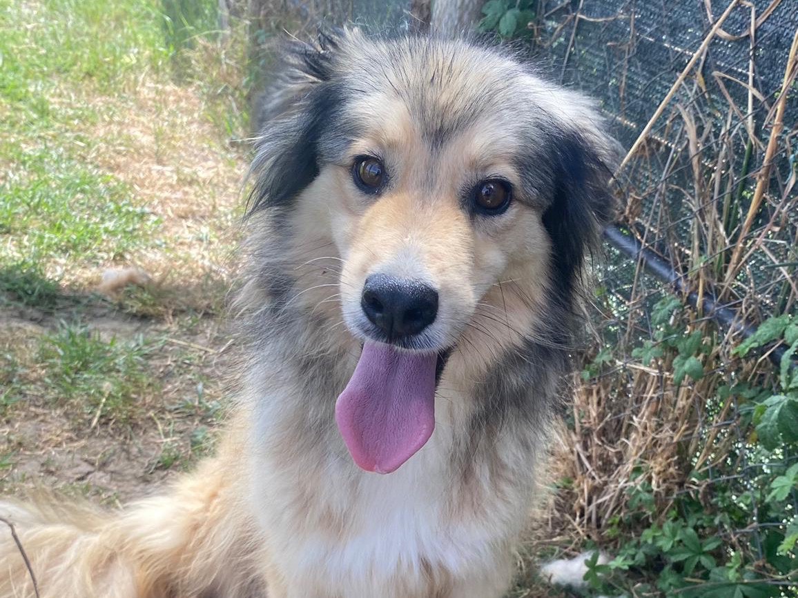Adotta un cane, maschio, 5 anni e 10 mesi, Latina