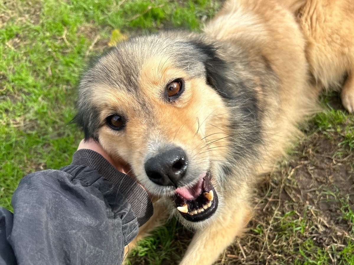 Adotta un cane, taglia media, maschio, Latina