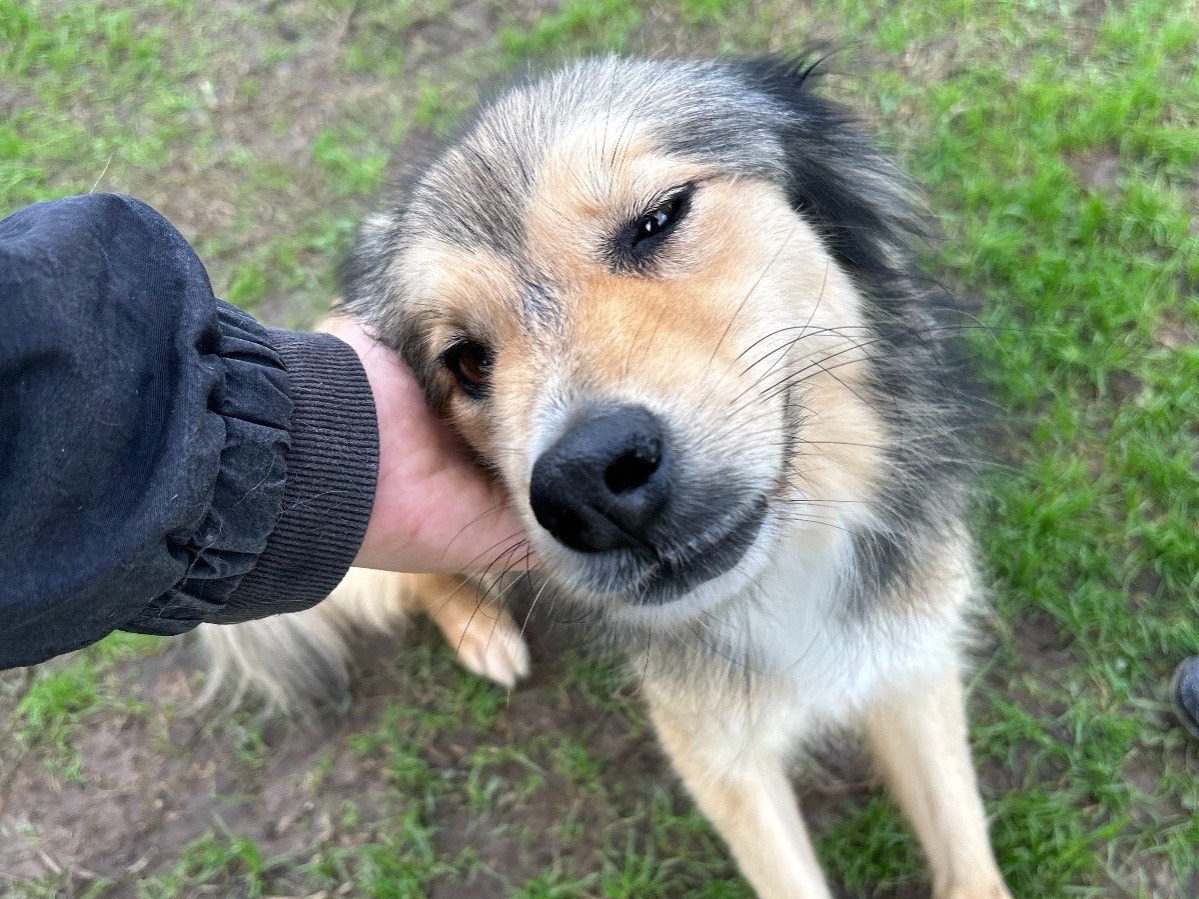 Adotta il cane Zigo a Latina