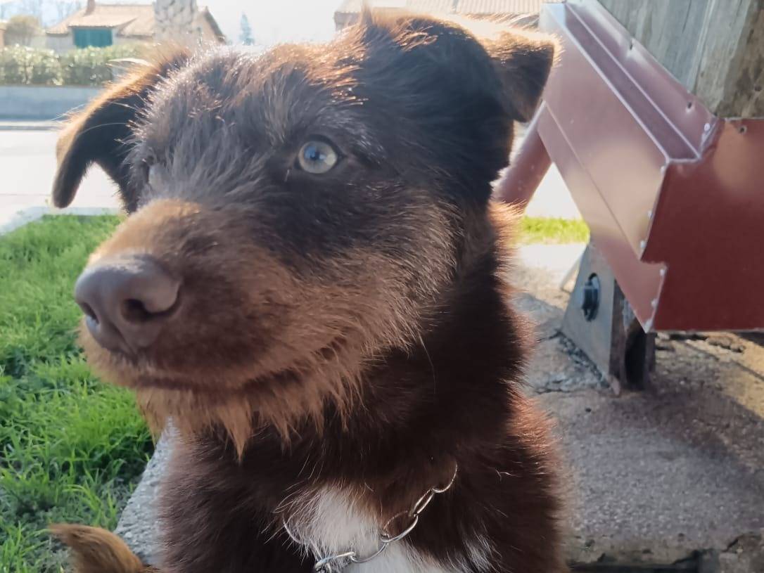 Adozione cane, maschio, Razza sconosciuta Razza sconosciuta, 2 anni  e 1 mese, taglia media contenuta, Messina