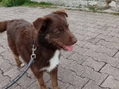 Adotta un cane, maschio, 2 anni  e 1 mese, Messina