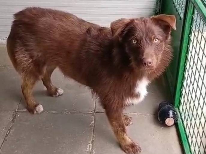 Adotta un cane, taglia media contenuta, maschio, Messina