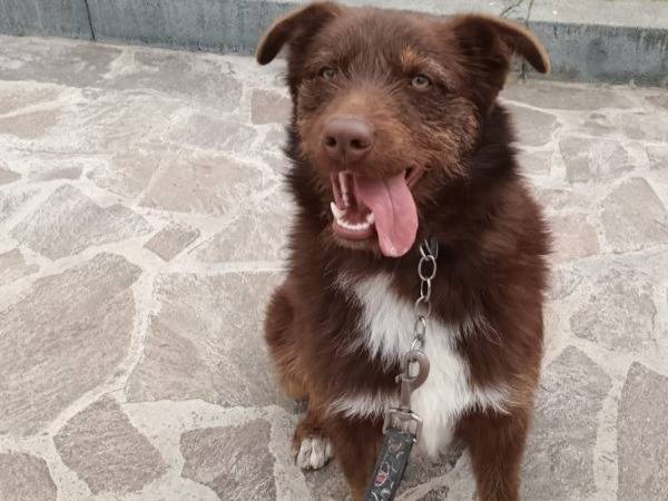 Vuoi adottare un cane a Messina?