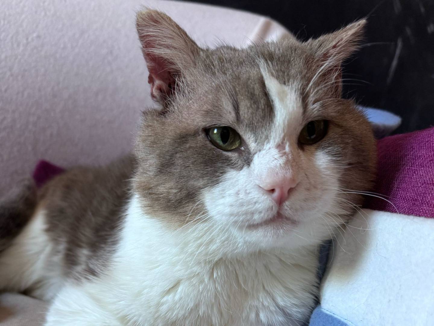 Adotta un gatto, maschio, 3 anni , Caserta