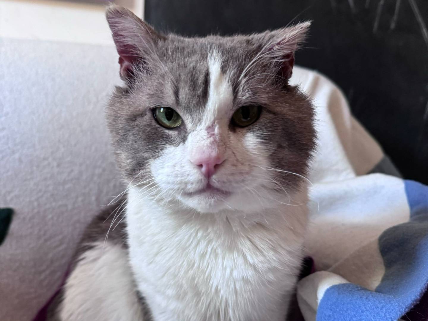Adotta un gatto, taglia non valida, maschio, Caserta