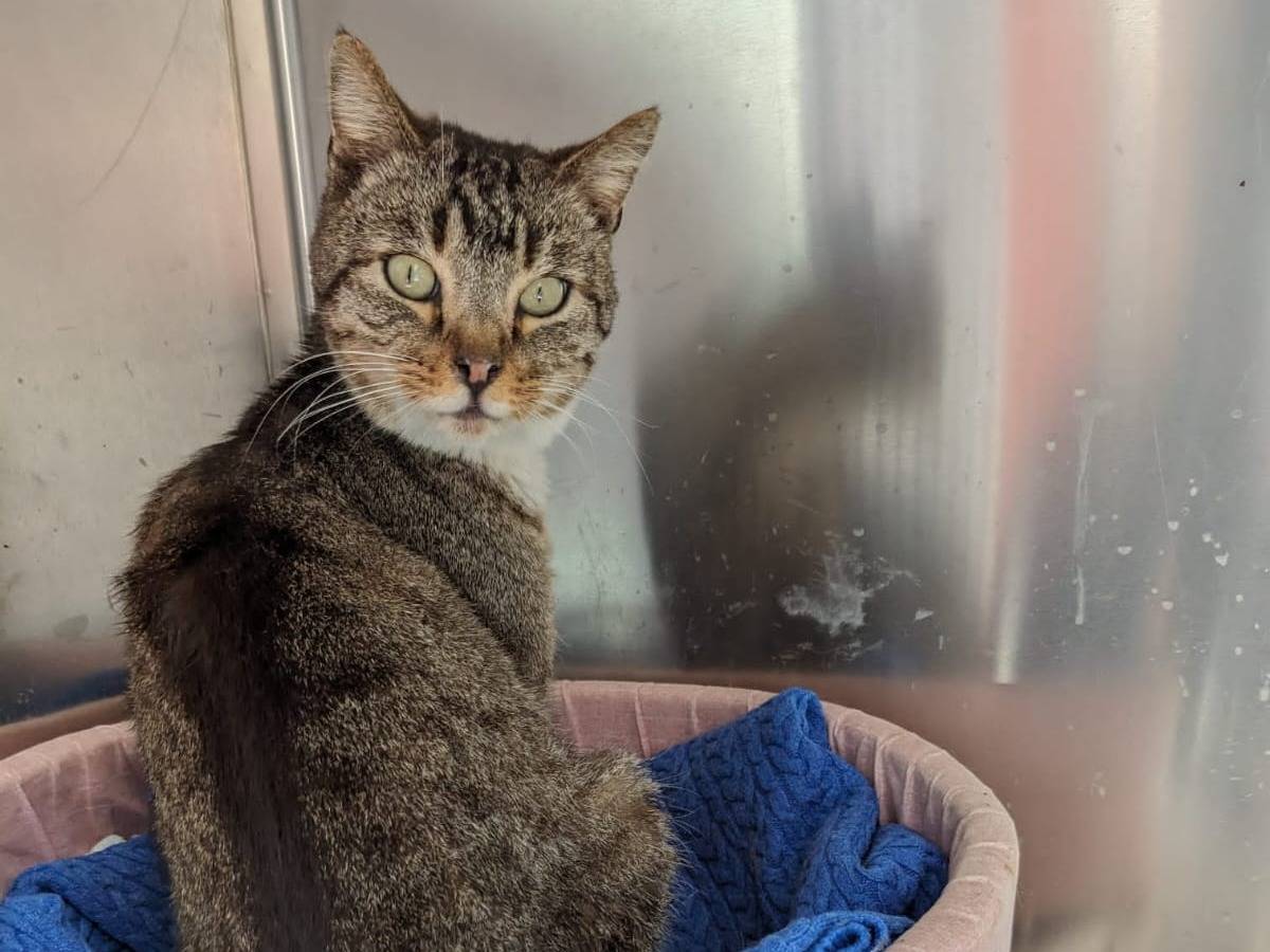 Vuoi adottare un gatto a Caserta?