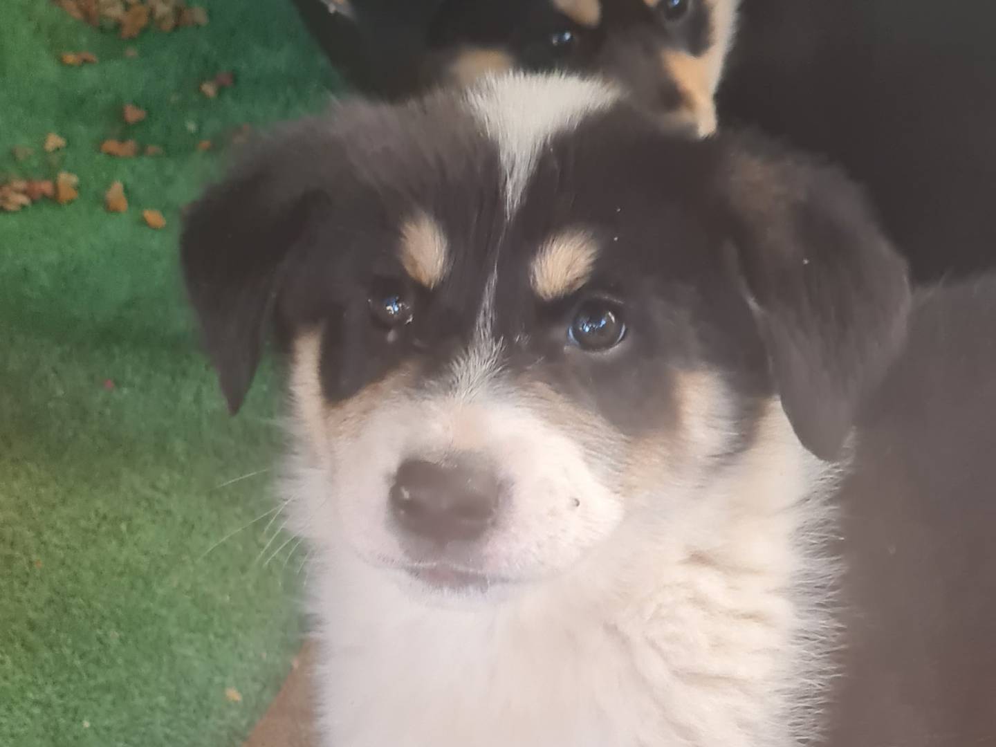 Adotta un cane, maschio, 4 mesi, Vibo