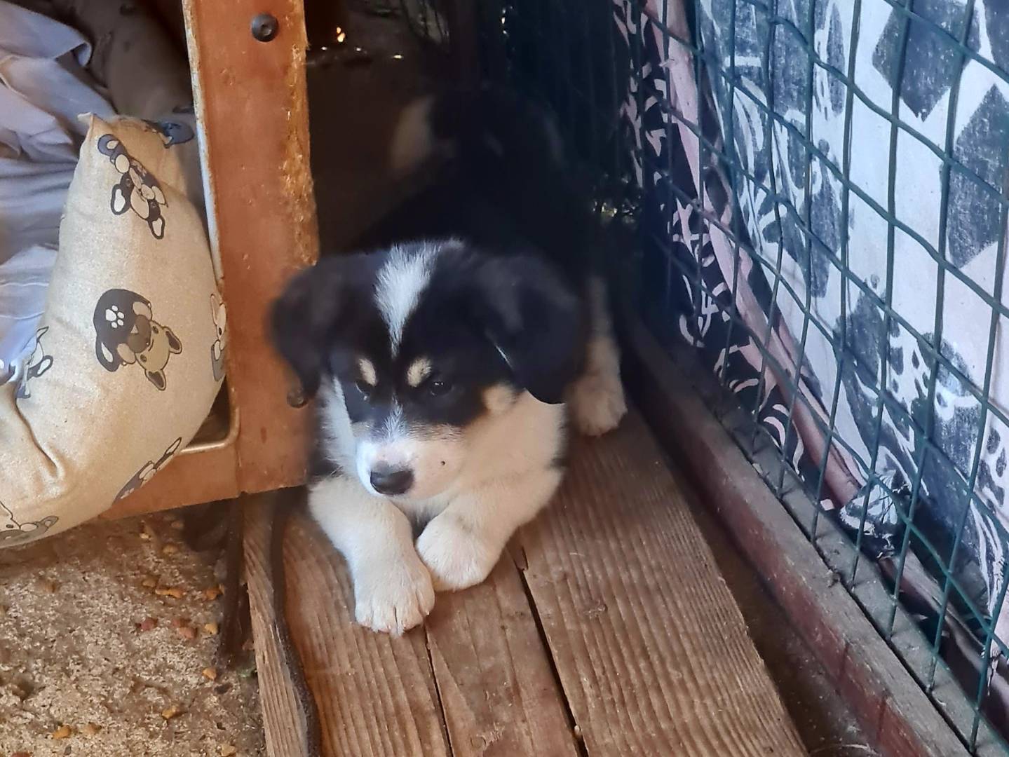 Vuoi adottare un cane a Vibo?