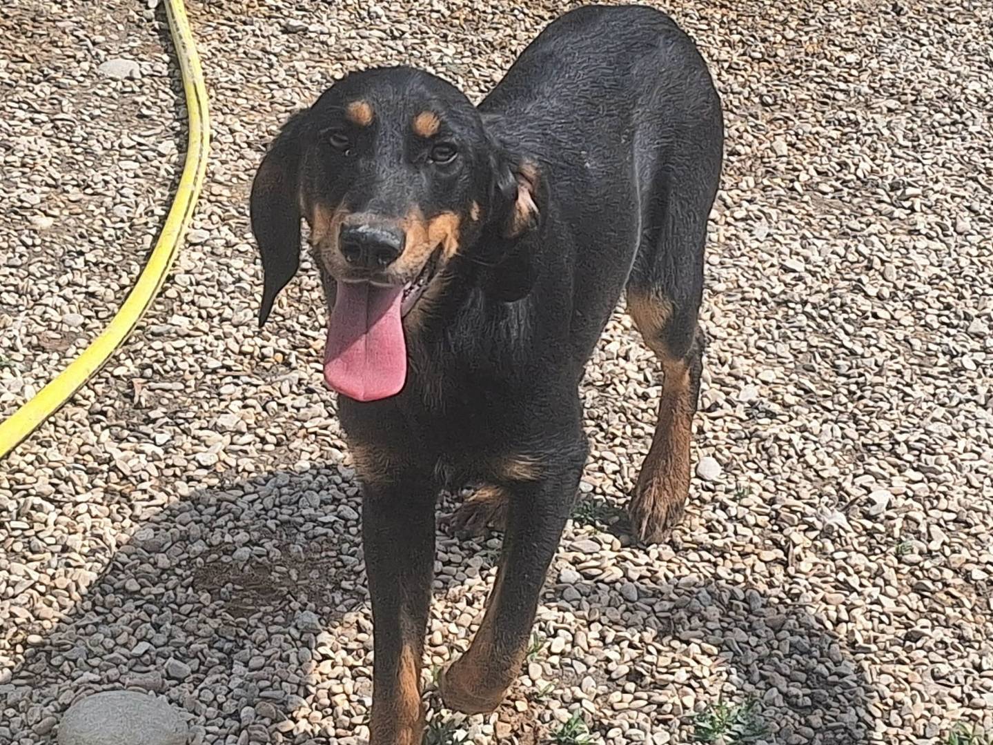 Adotta un cane, taglia media contenuta, maschio, Teramo