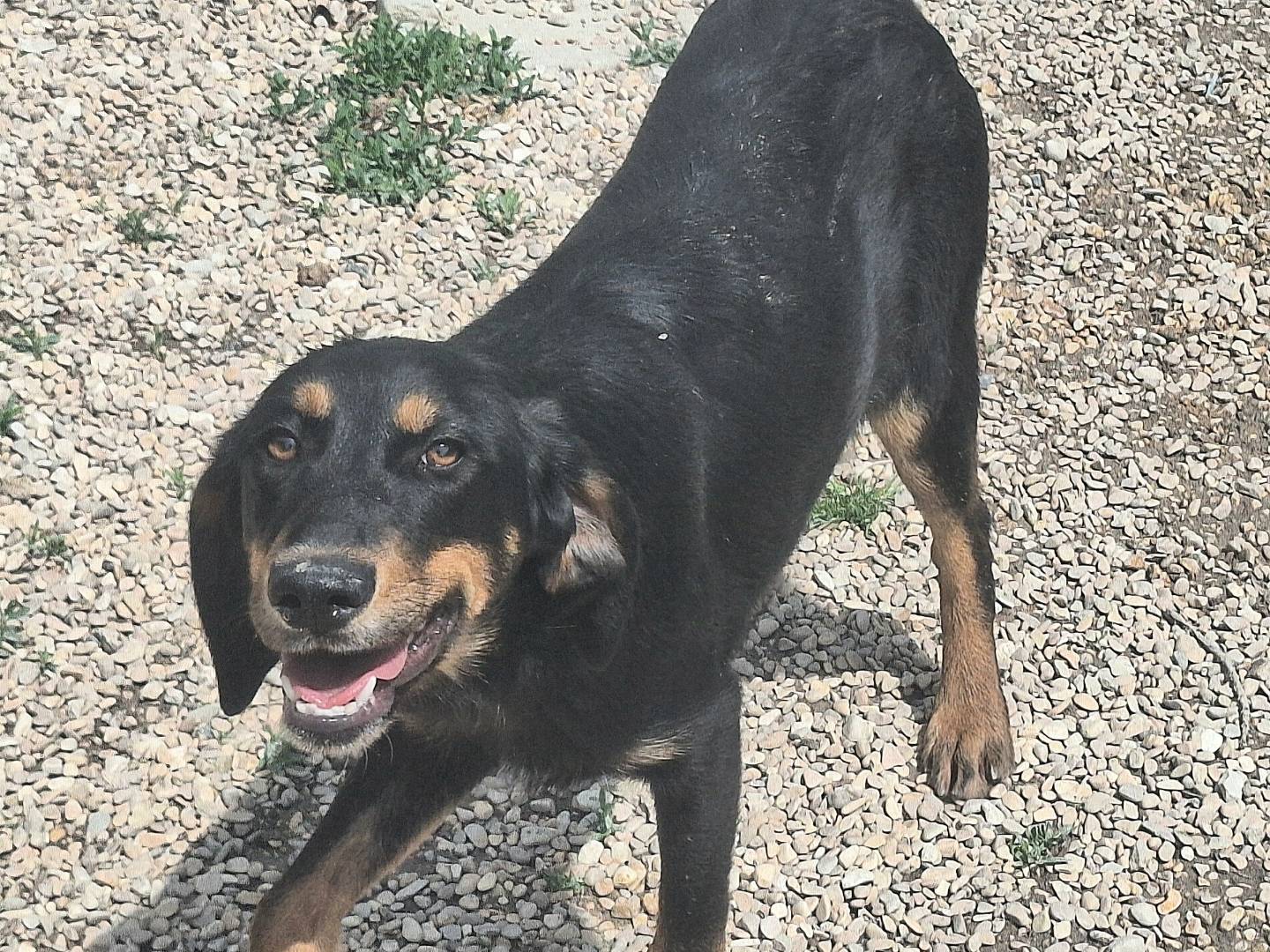 Adotta il cane Thorne a Teramo