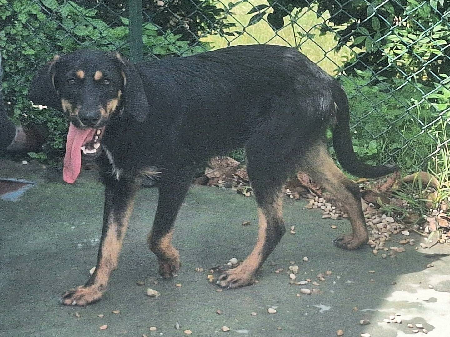 Adotta un cane, maschio, 6 mesi, Teramo