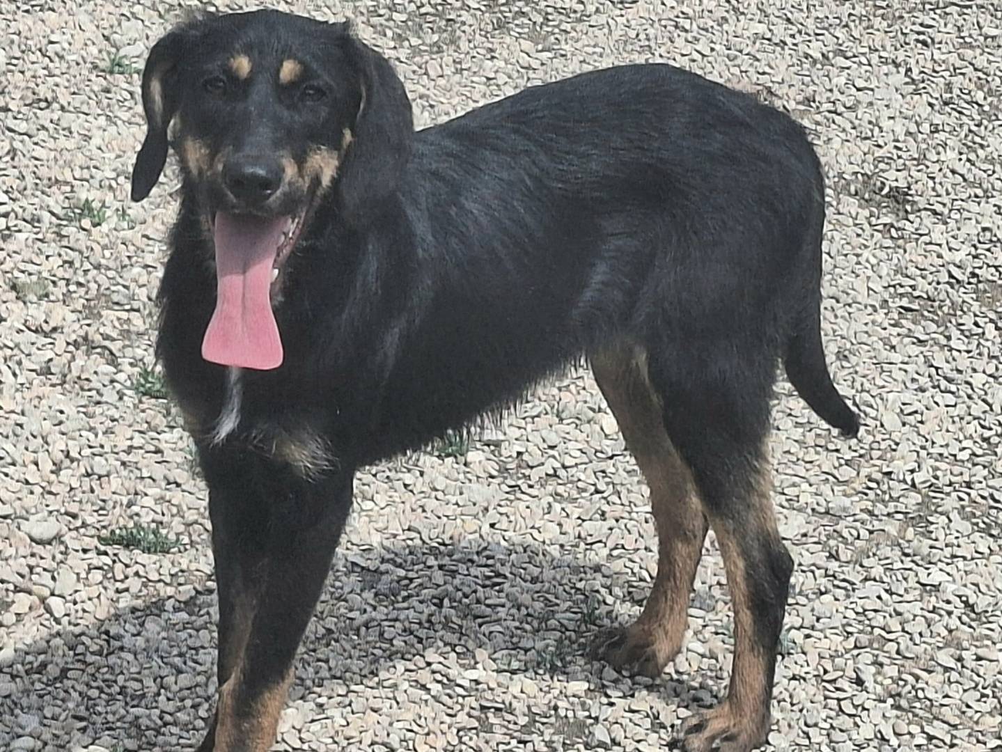 Adotta un cane, taglia media contenuta, maschio, Teramo