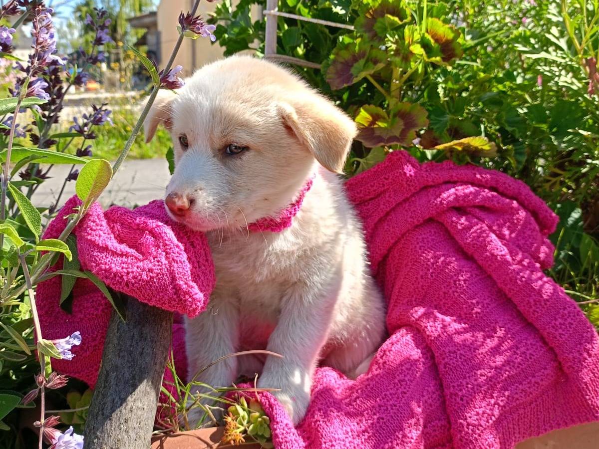 Adotta un cane, femmina, 4 mesi, Vibo