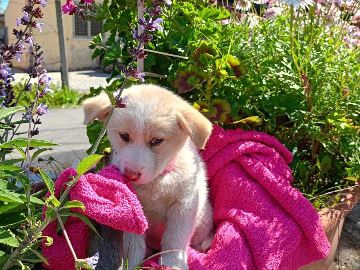 Adotta un cane, taglia media, femmina, Vibo